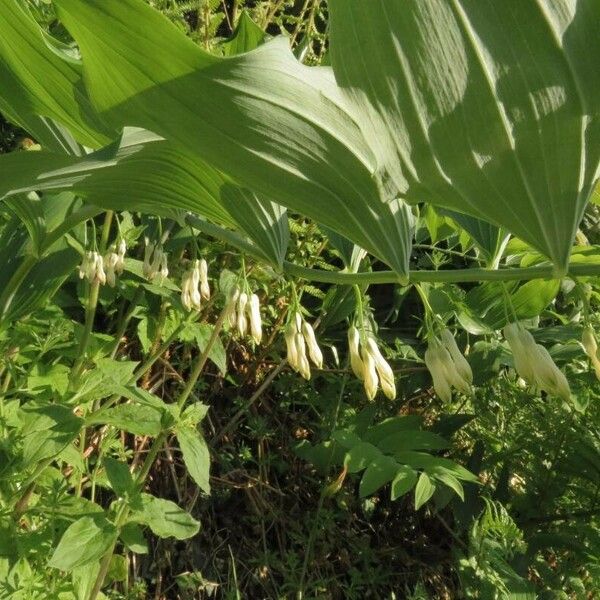 Polygonatum multiflorum Цвят