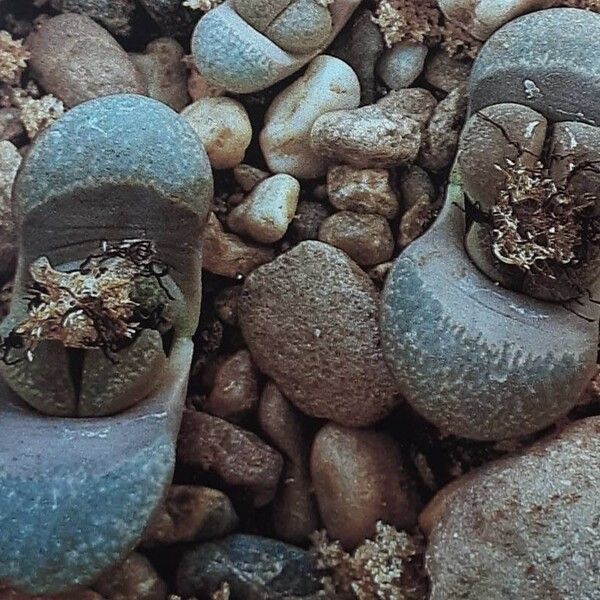 Lithops divergens Leaf