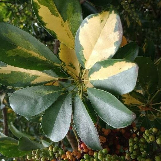 Schefflera arboricola Blad