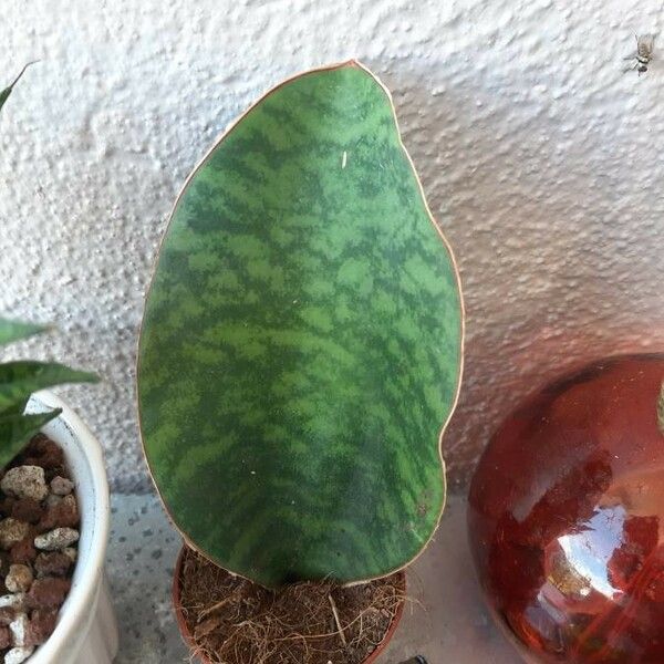 Sansevieria masoniana পাতা