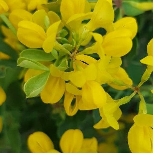 Coronilla valentina Flower