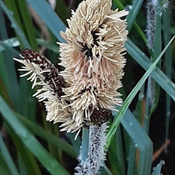 Carex acutiformis Цветок