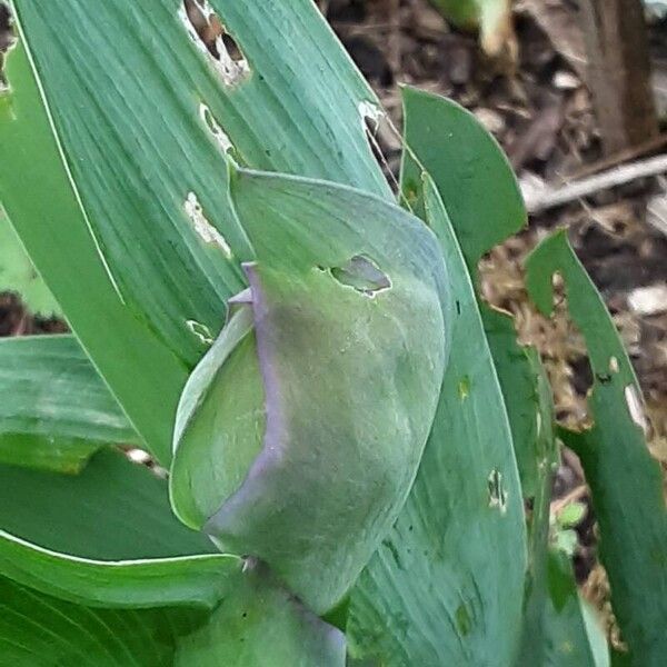 Iris × germanica Blomst