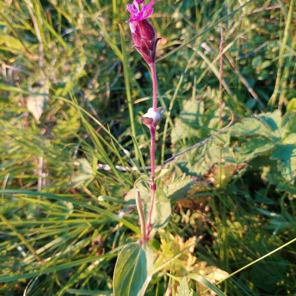 Silene dioica Цветок