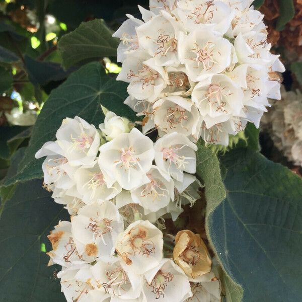 Dombeya burgessiae Blomst