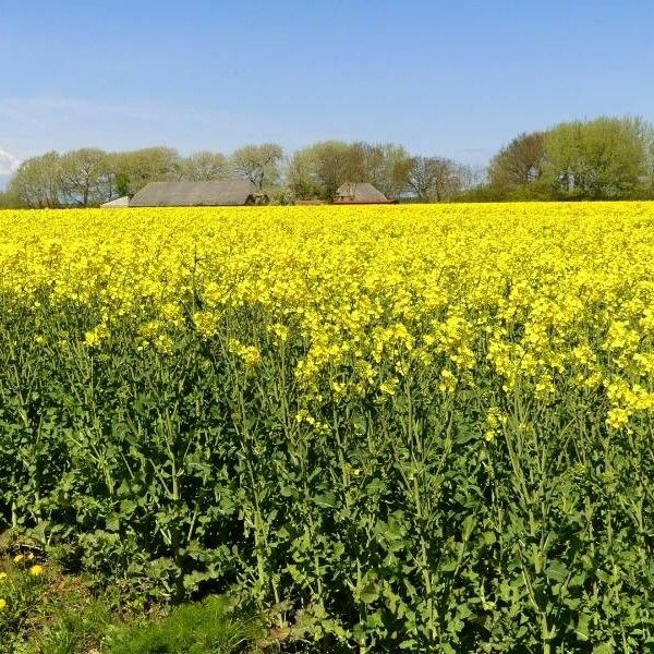 Brassica napus Leht