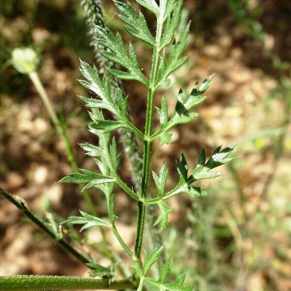 Daucus carota Folla