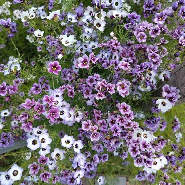 Gilia tricolor Λουλούδι