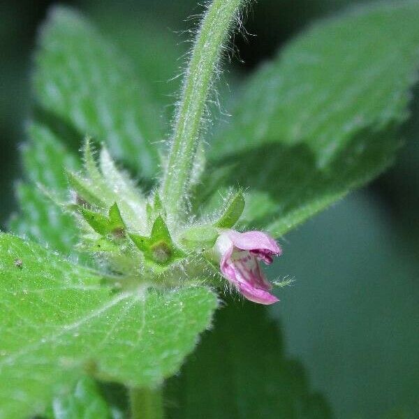 Stachys alpina ফুল