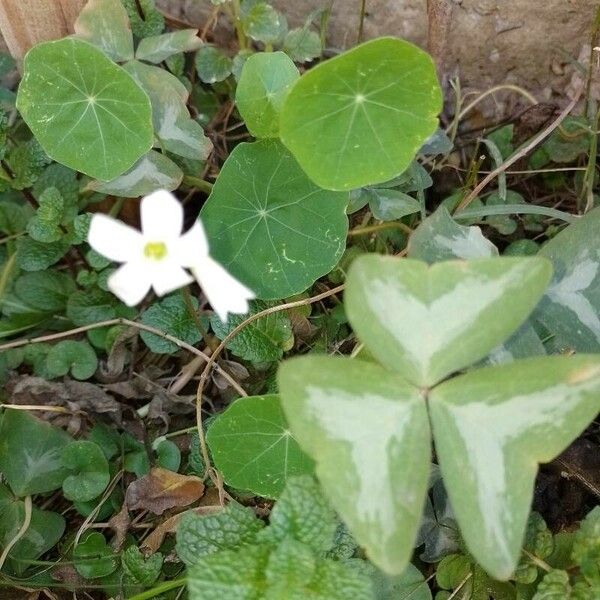 Oxalis incarnata Flower