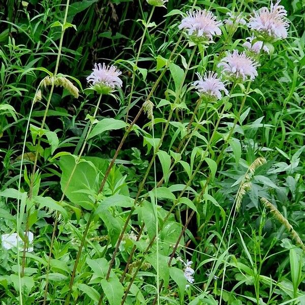 Monarda fistulosa Habitatea