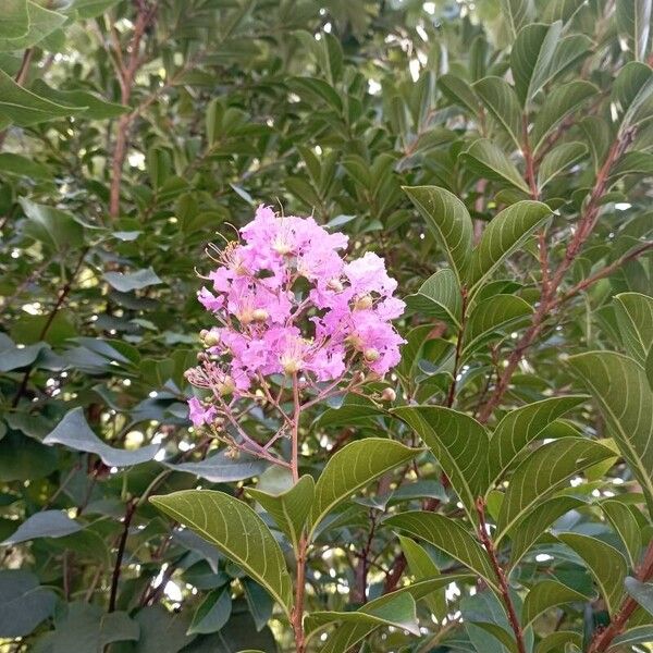 Lagerstroemia speciosa Blomst