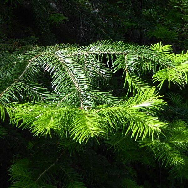 Abies sibirica List