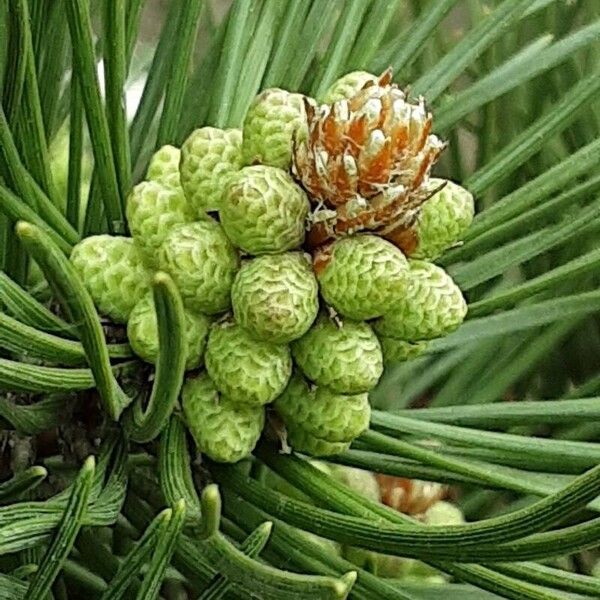 Pinus mugo Flower