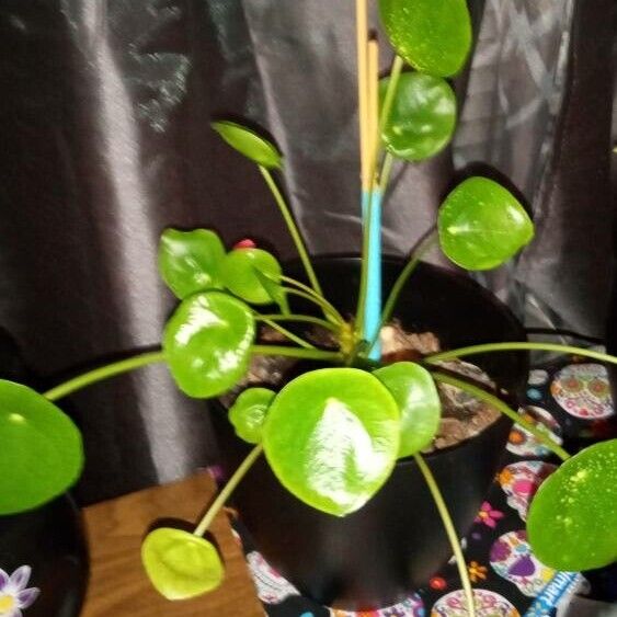 Pilea peperomioides Lehti