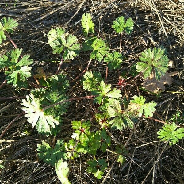 Geranium carolinianum Листок