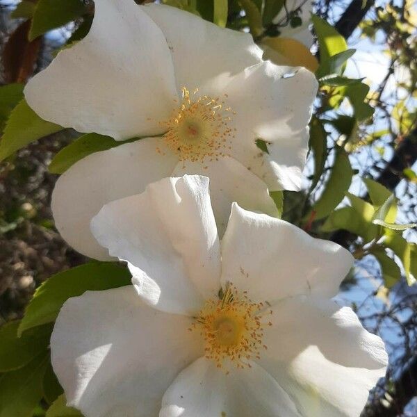 Rosa laevigata Blüte