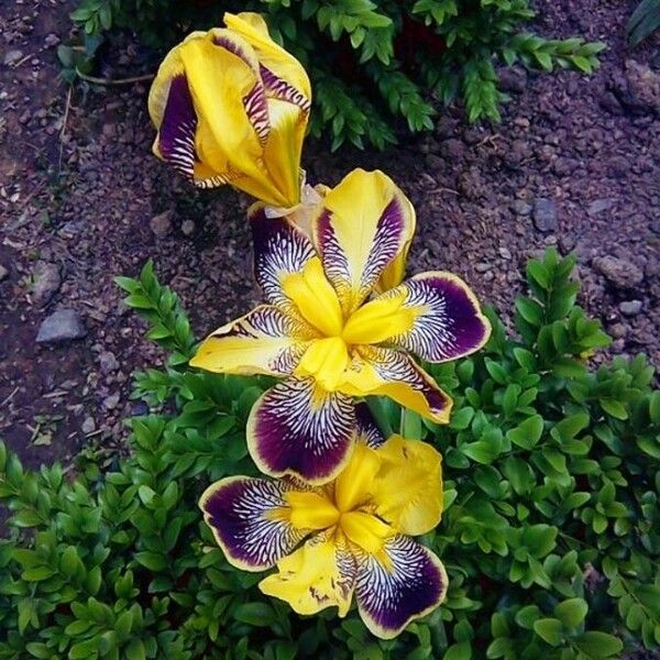 Iris variegata Bloem