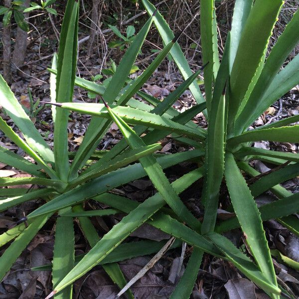 Agave decipiens Hàbitat