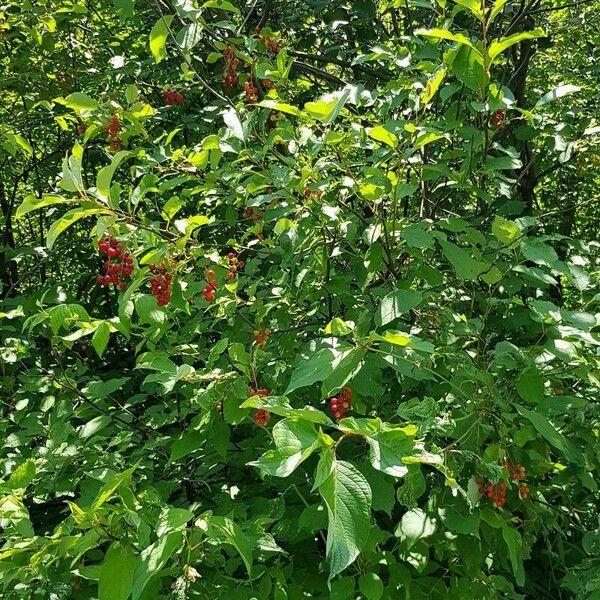 Prunus virginiana موطن