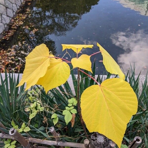 Mallotus japonicus Folha