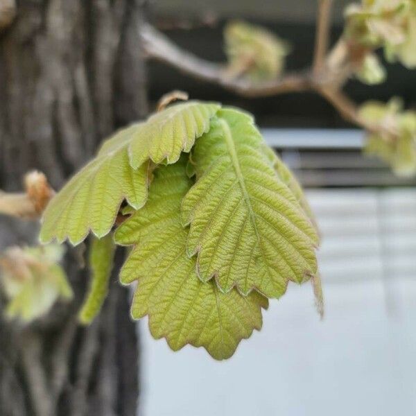 Quercus dentata 葉