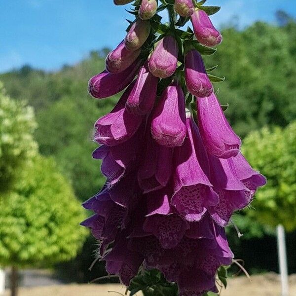 Digitalis purpurea Λουλούδι