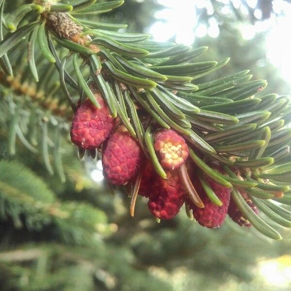 Abies cephalonica Virág