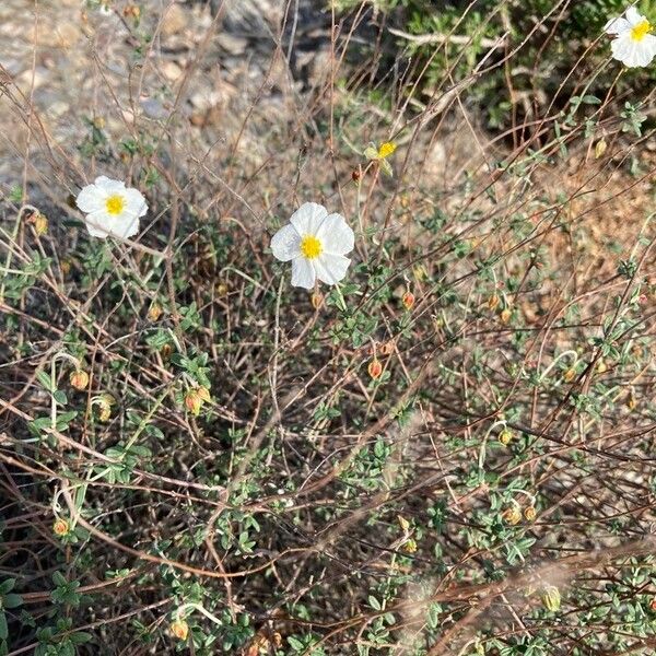 Helianthemum almeriense Прочее