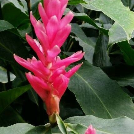 Alpinia purpurata Flower