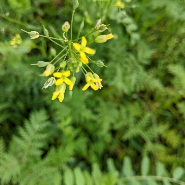 Camelina sativa Flower