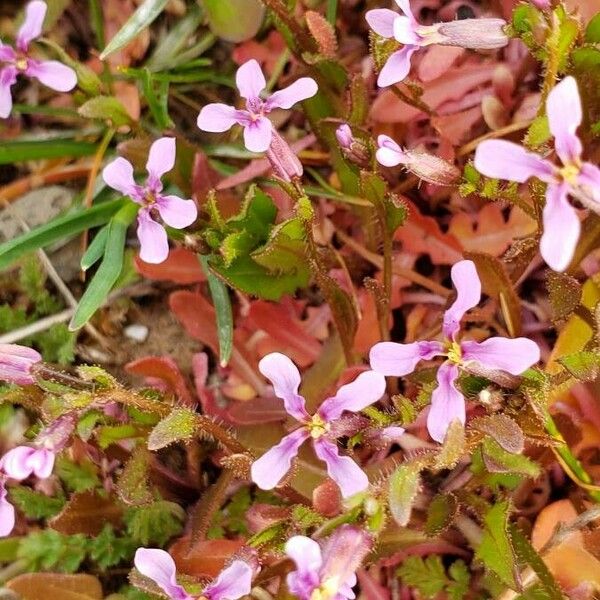 Chorispora tenella Квітка