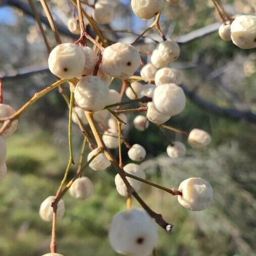 Melia azedarach Fruit