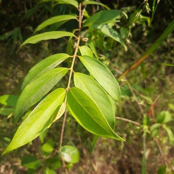 Trema orientale Blatt