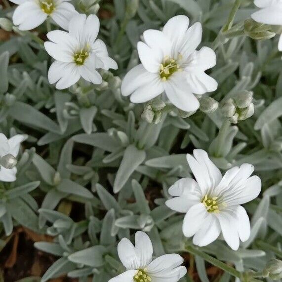 Cerastium tomentosum फूल