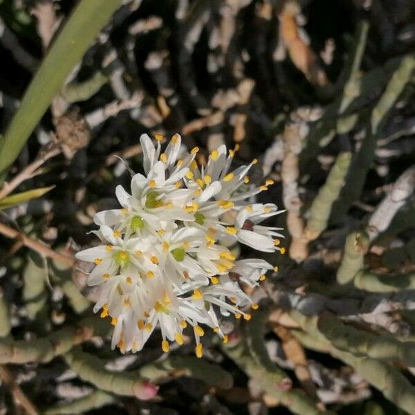 Allium subvillosum Blüte