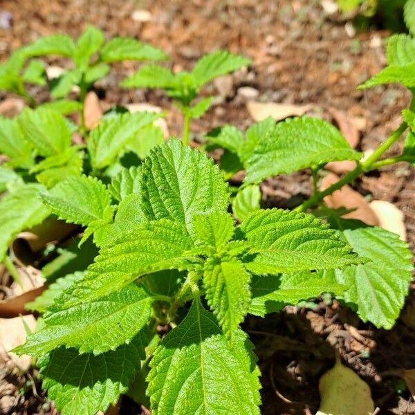 Lantana viburnoides Hostoa