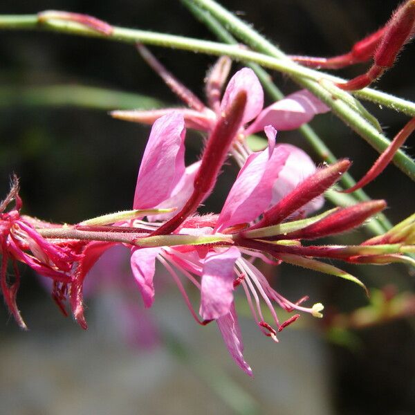 Gaura lindheimeri 花