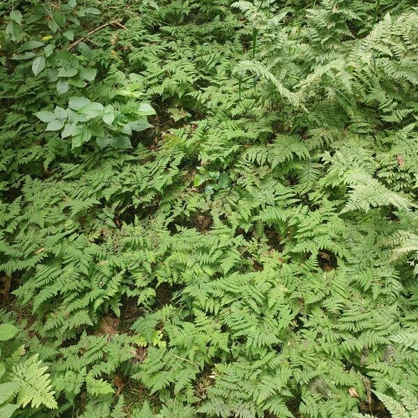 Gymnocarpium dryopteris മറ്റ്