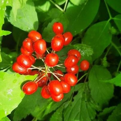 Actaea rubra Плід