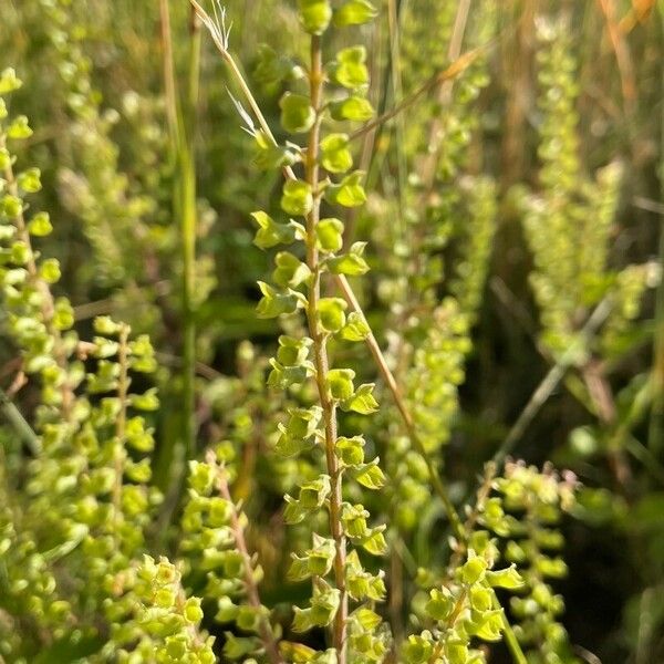 Lepidium bonariense Virág