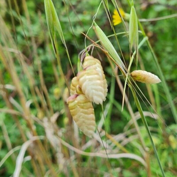 Briza maxima Fruit