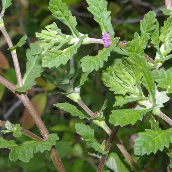 Trichospira verticillata आदत