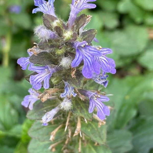 Ajuga genevensis Flower