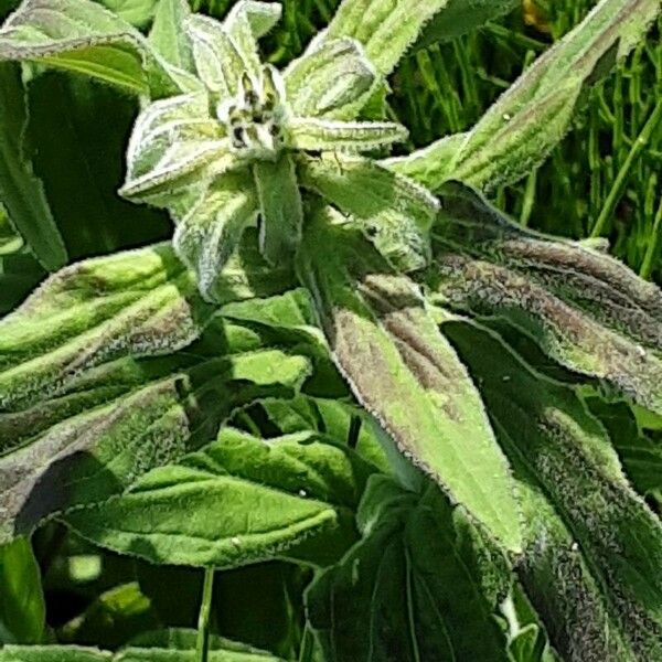 Epilobium parviflorum Leaf