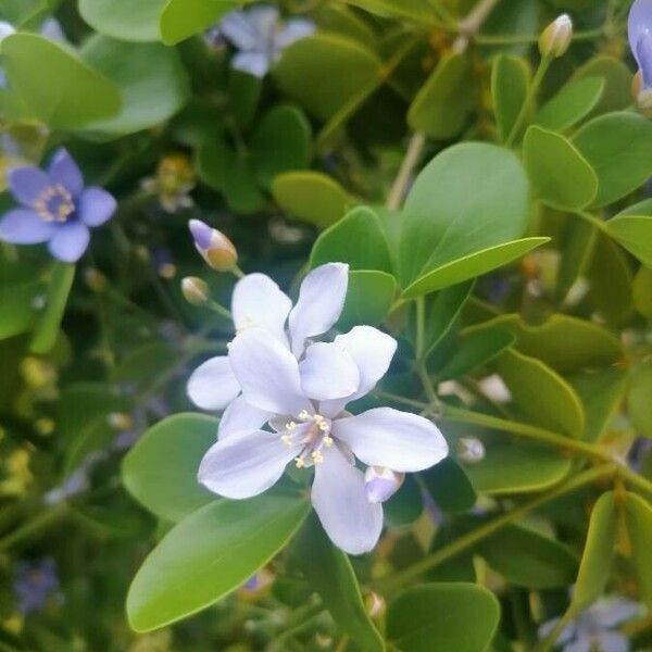 Guaiacum officinale Flower