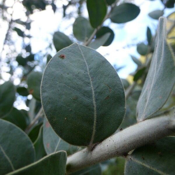 Acacia podalyriifolia Folha