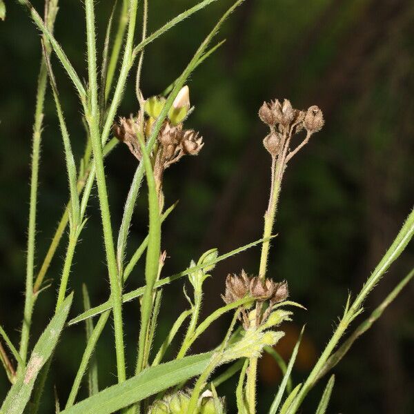 Sida linifolia Frucht