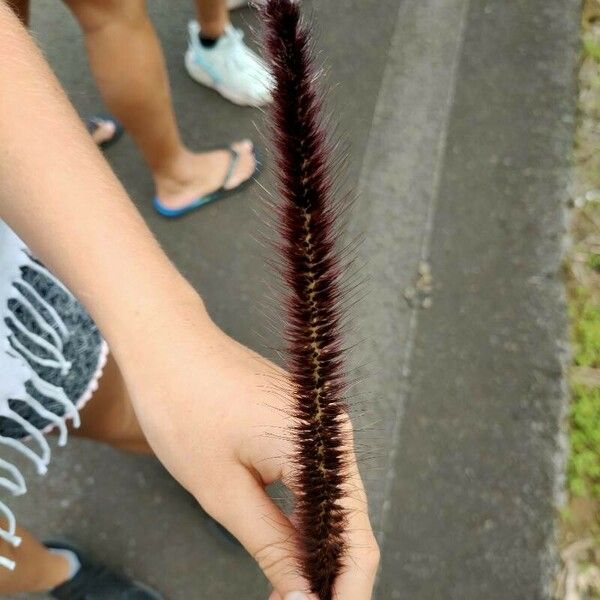 Setaria parviflora Blodyn