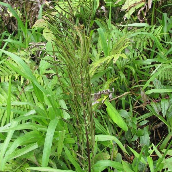 Blechnum schiedeanum